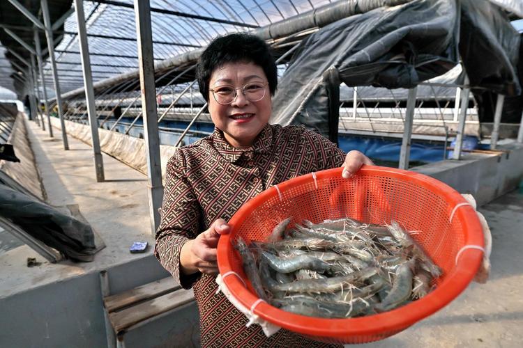 南美白对虾人工育苗技术关键点是什么？-图2