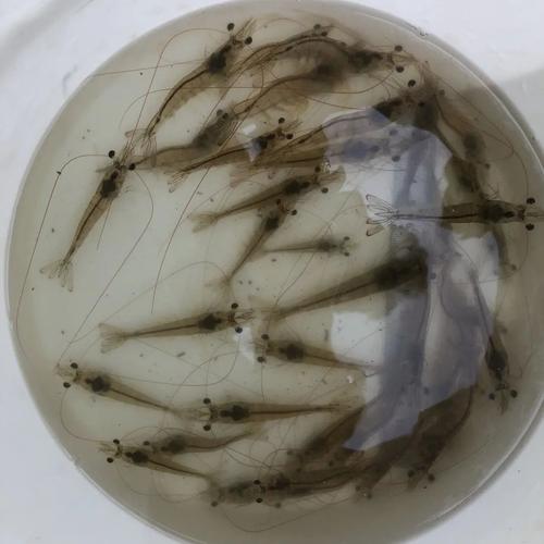 南美白对虾人工育苗技术关键点是什么？-图3