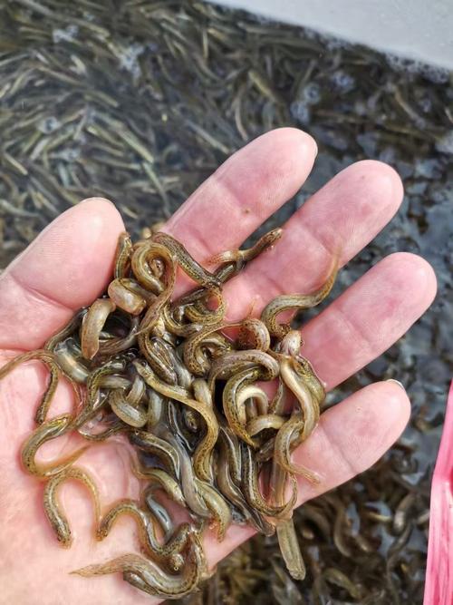 CCTF7泥鳅养殖技术关键点是什么？-图2