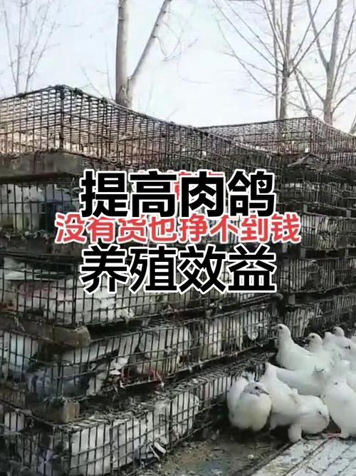 肉鸽快速饲养新技术有何关键要点?-图3 肉鸽快速饲养新技术有何关键要点?-图3