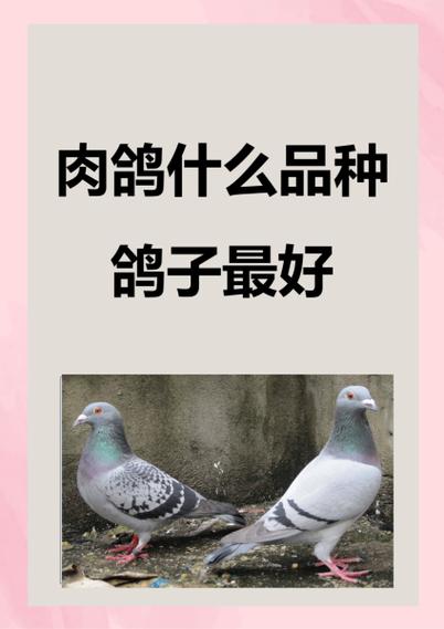 肉鸽快速饲养新技术有何关键要点?-图1 肉鸽快速饲养新技术有何关键要点?-图1