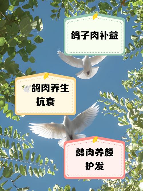 肉鸽快速饲养新技术有何关键要点?-图2 肉鸽快速饲养新技术有何关键要点?-图2