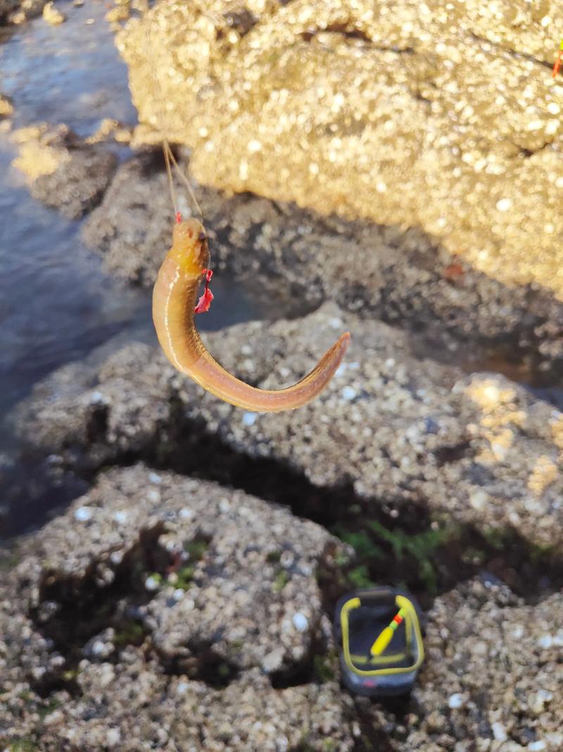 2025鳗鱼苗价格为何近期波动这么大?-图1 2025鳗鱼苗价格为何近期波动这么大?-图1