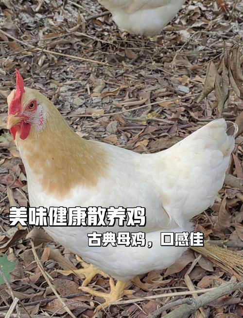 新手养鸡选什么品种鸡好-图2 新手养鸡选什么品种鸡好-图2