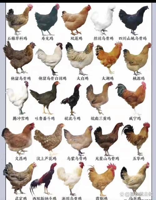 新手养鸡选什么品种鸡好-图3 新手养鸡选什么品种鸡好-图3