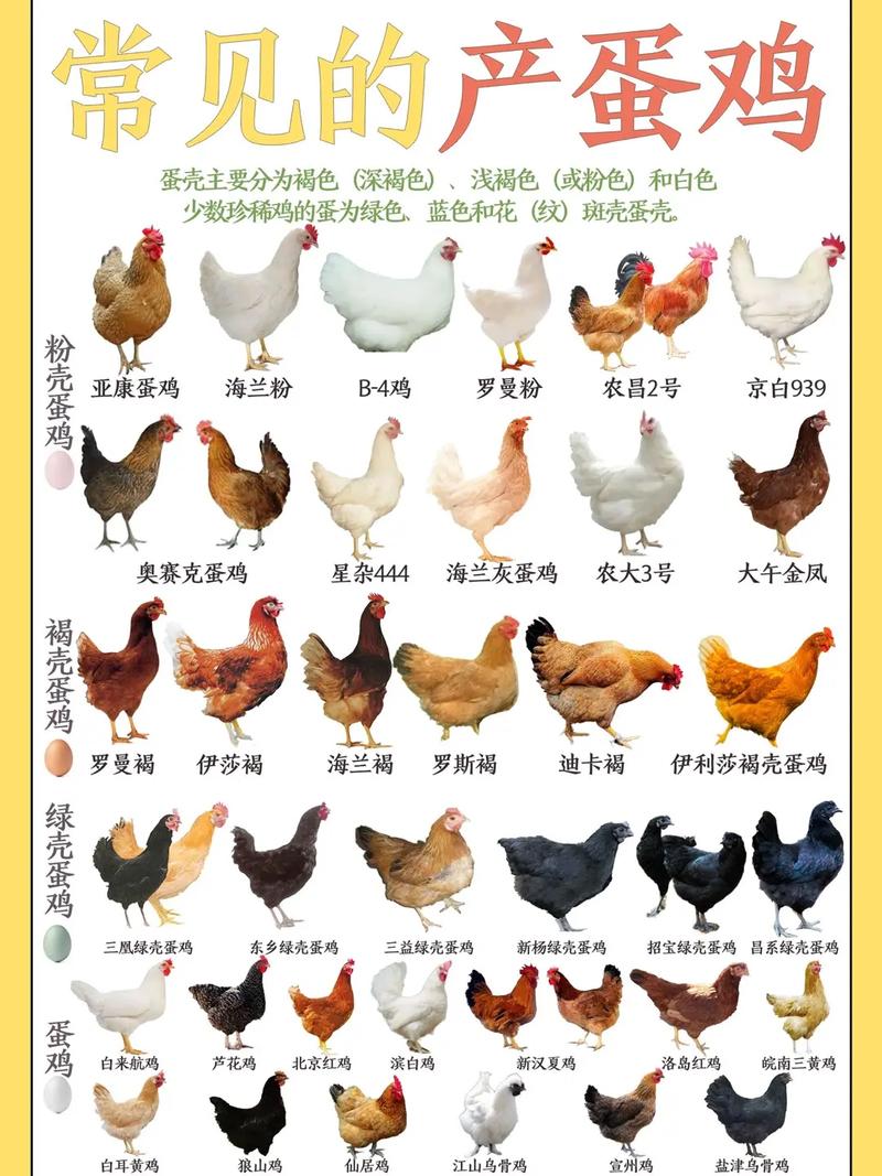 新手养鸡选什么品种鸡好-图1 新手养鸡选什么品种鸡好-图1