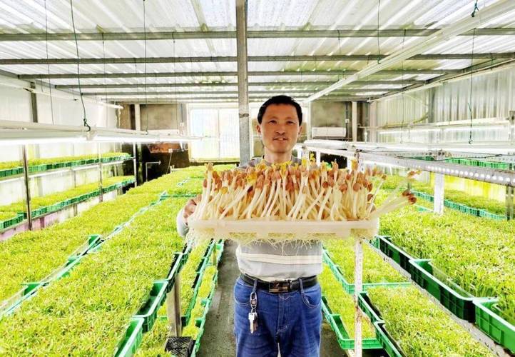 芽苗菜生产以及技术要点-图1