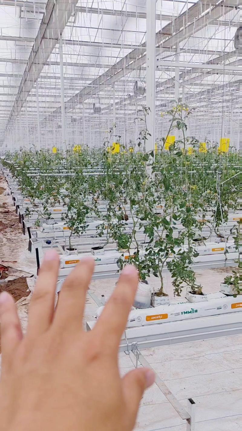 大棚西红柿栽培管理技术-图2