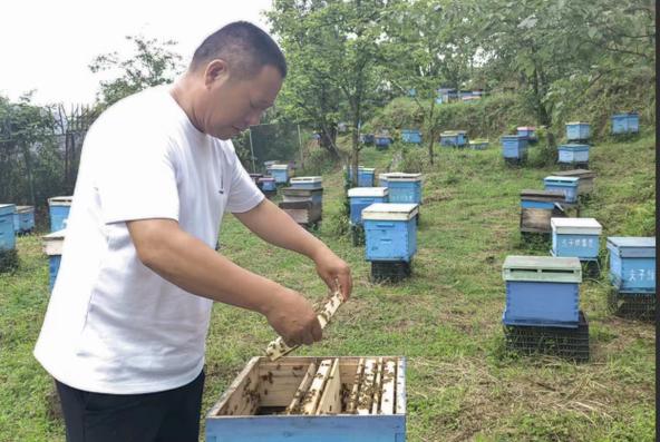 双王群如何高效饲养强蜂？-图1