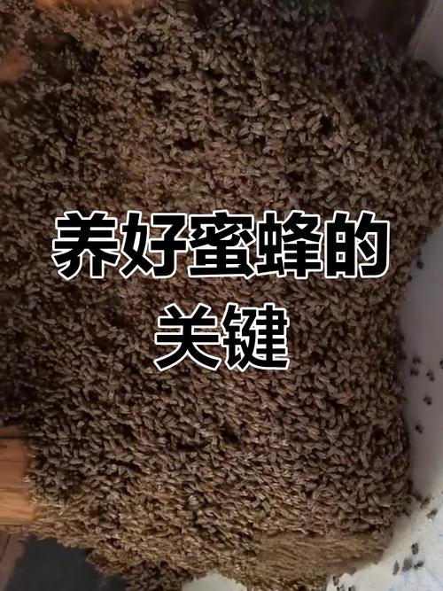 双王群如何高效饲养强蜂？-图2