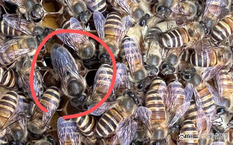 双王群如何高效饲养强蜂？-图3