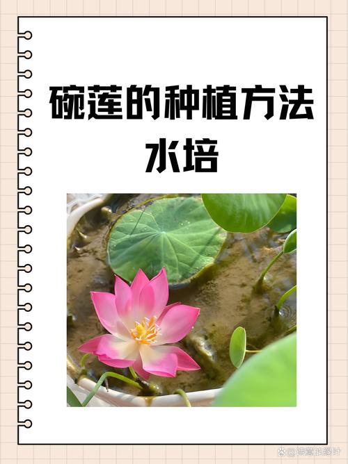 莲藕栽培与藕田套养技术-图3 莲藕栽培与藕田套养技术-图3