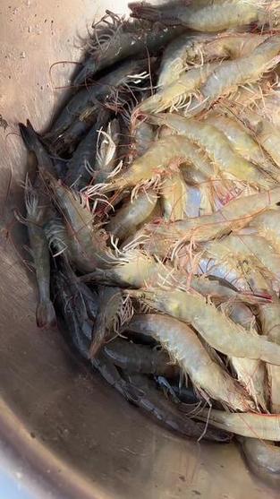 冬棚养南美白对虾，控温增氧咋操作？-图2