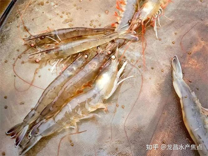 冬棚养南美白对虾，控温增氧咋操作？-图1