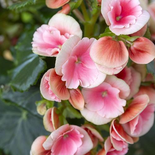 哪些海棠花会变色?-图1 哪些海棠花会变色?-图1