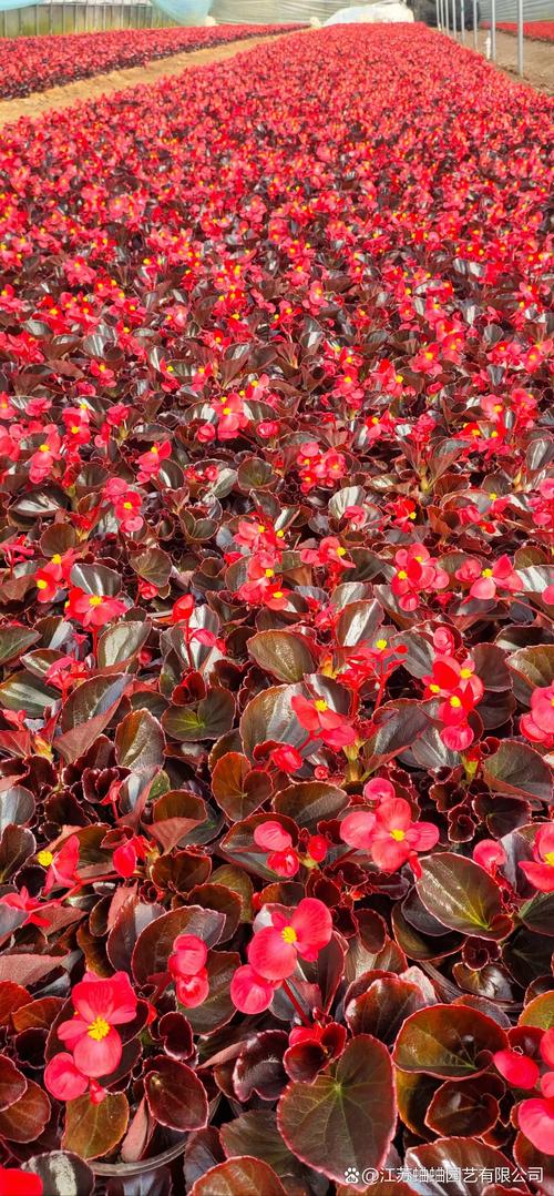 哪些海棠花会变色?-图2 哪些海棠花会变色?-图2