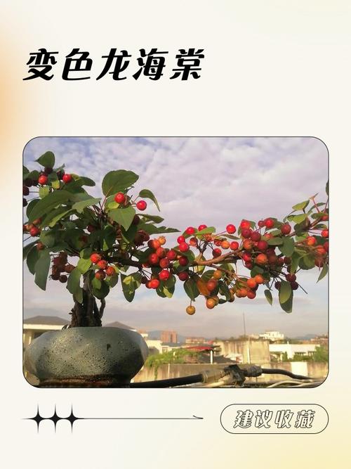 哪些海棠花会变色?-图3 哪些海棠花会变色?-图3