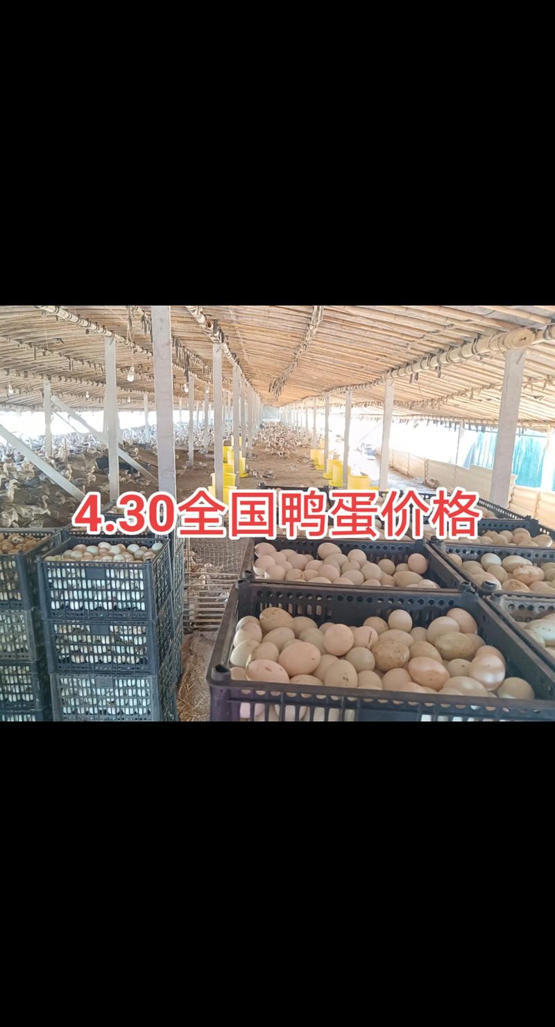 2025年鸭蛋价格为何波动？-图2