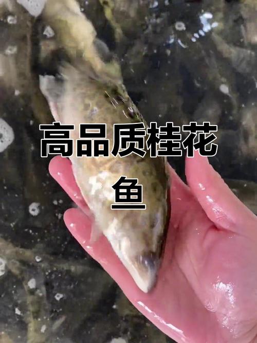 2025广东桂花鱼价格-图1 2025广东桂花鱼价格-图1