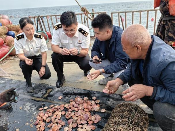 2025年莱州扇贝价格会涨还是会跌？-图3