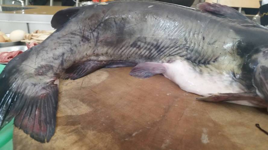 养殖二须鲶鱼是什么品种-图2 养殖二须鲶鱼是什么品种-图2