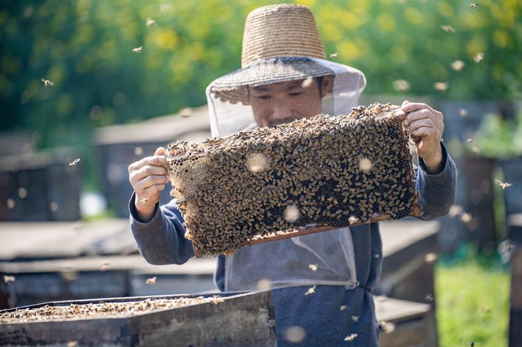 农广天地养蜂技术视频有哪些关键要点?-图2 农广天地养蜂技术视频有哪些关键要点?-图2