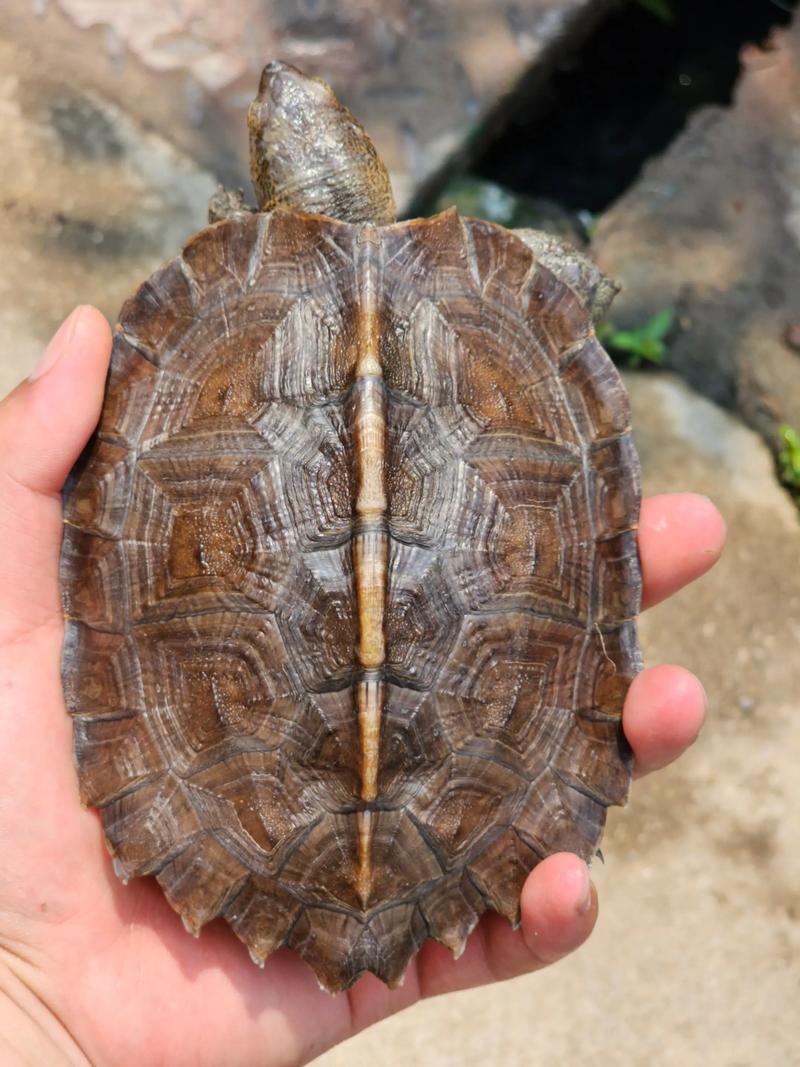 2025年亚洲巨龟价格会涨还是跌？-图2