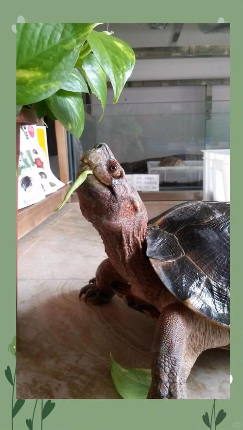 2025年亚洲巨龟价格会涨还是跌?-图1 2025年亚洲巨龟价格会涨还是跌?-图1