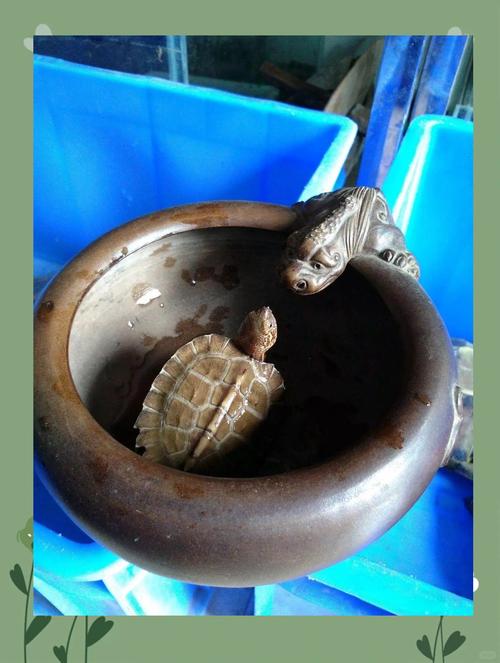 2025年亚洲巨龟价格会涨还是跌?-图3 2025年亚洲巨龟价格会涨还是跌?-图3