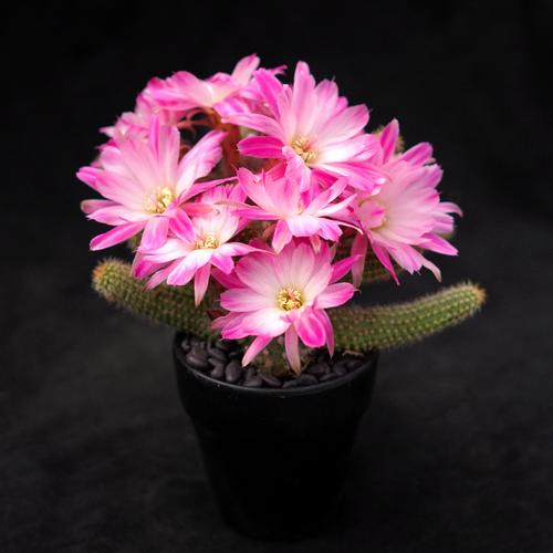 仙人球品种有哪些?图片大全能区分吗?-图2 仙人球品种有哪些?图片大全能区分吗?-图2