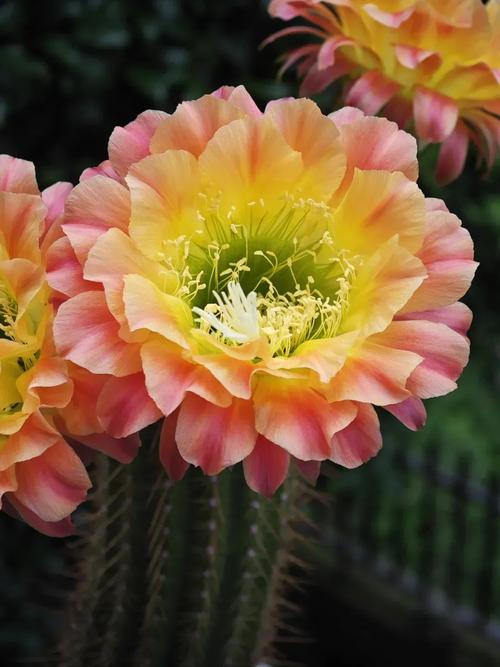 仙人球品种有哪些?图片大全能区分吗?-图3 仙人球品种有哪些?图片大全能区分吗?-图3