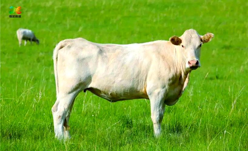 中国牛品种中，哪种生长速度最快？-图3