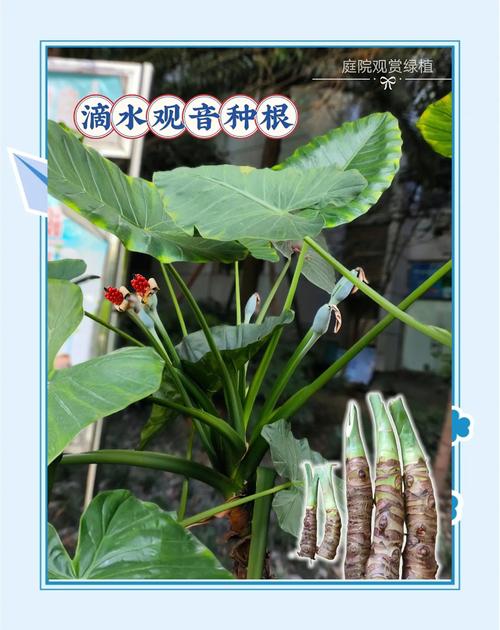 滴水观音有哪些品种？-图3