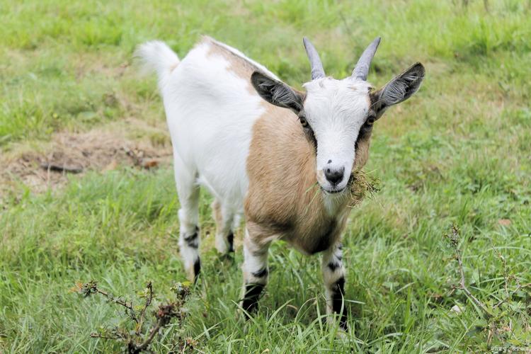 湖北养羊,什么品种最合适?-图3 湖北养羊,什么品种最合适?-图3