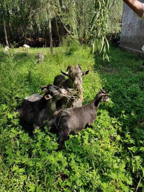 湖北养羊,什么品种最合适?-图1 湖北养羊,什么品种最合适?-图1