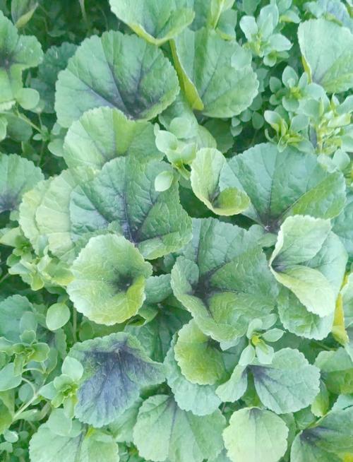 适合冬天种植的蔬菜品种-图1 适合冬天种植的蔬菜品种-图1