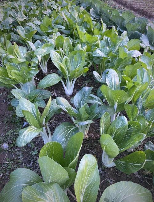 适合冬天种植的蔬菜品种-图3 适合冬天种植的蔬菜品种-图3