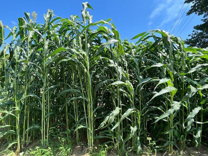 农村早种什么品种最值钱？-图3