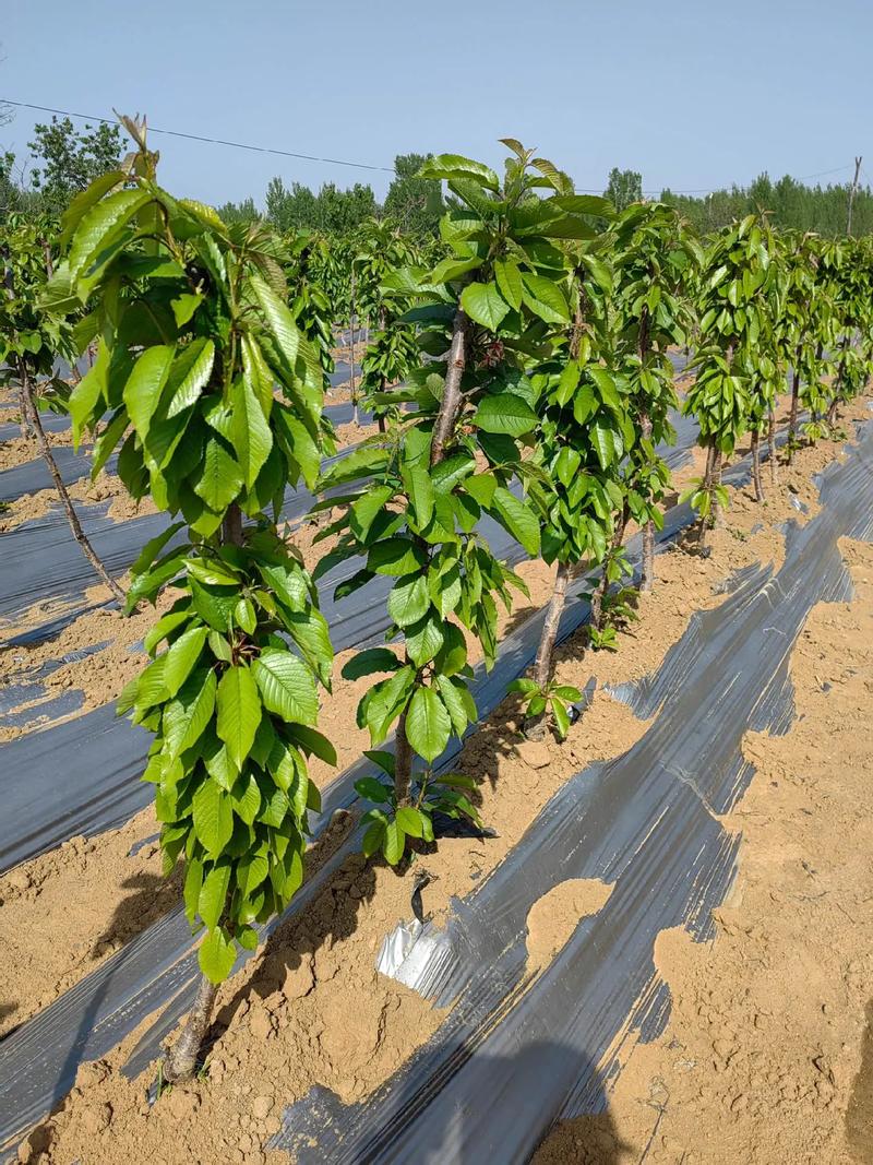 农村早种什么品种最值钱？-图2