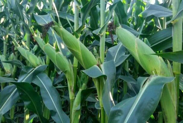 农村早种什么品种最值钱？-图1