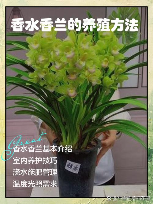 选兰花品种，看啥啥啥？-图2