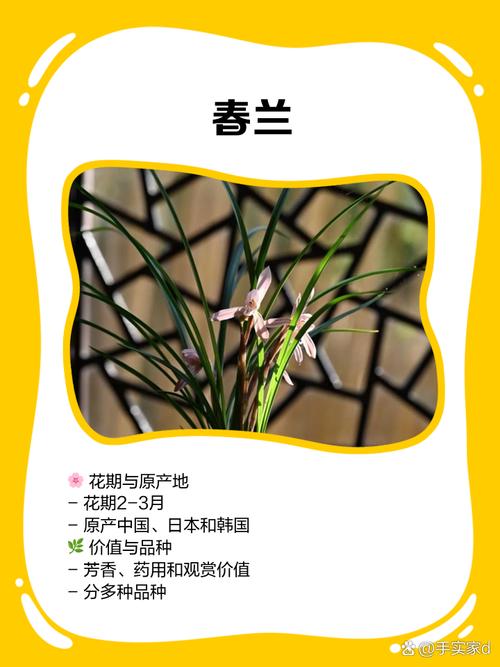 选兰花品种，看啥啥啥？-图3