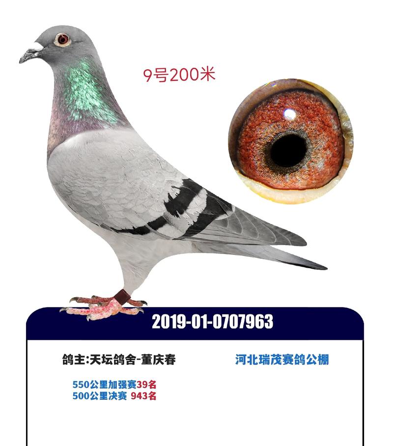 2025年肉鸽种鸽价格-图2