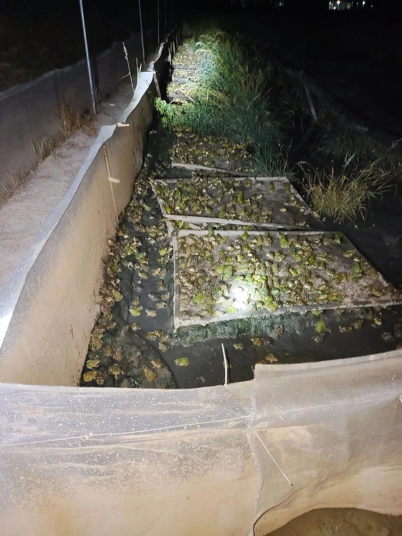 青蛙养殖技术青蛙养的好-图2 青蛙养殖技术青蛙养的好-图2