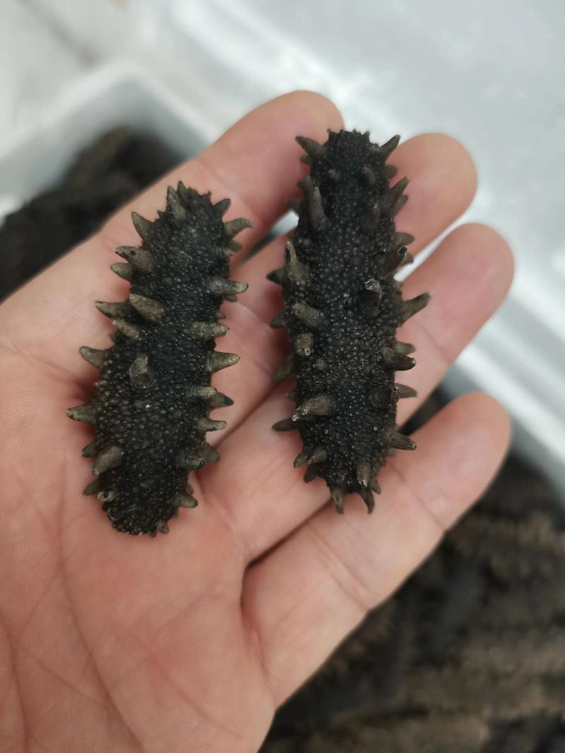 2025年海参价格会涨还是跌？-图2