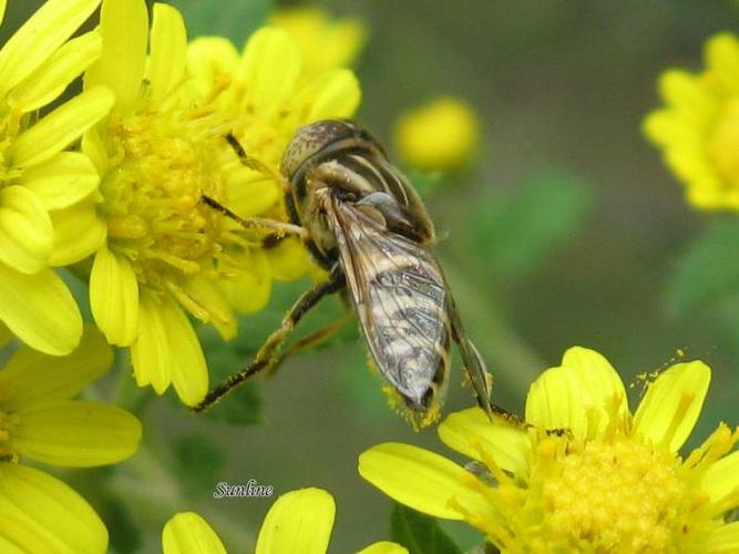 云南养殖哪个品种的蜜蜂-图1