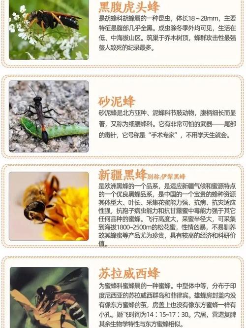 云南养殖哪个品种的蜜蜂-图2