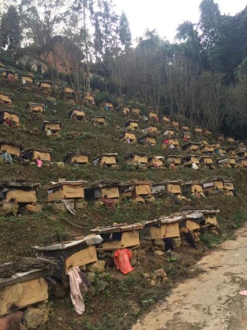 云南养殖哪个品种的蜜蜂-图3