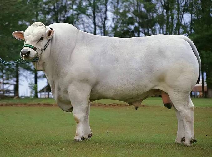 引进国外大型肉牛品种,该如何选育?-图1 引进国外大型肉牛品种,该如何选育?-图1