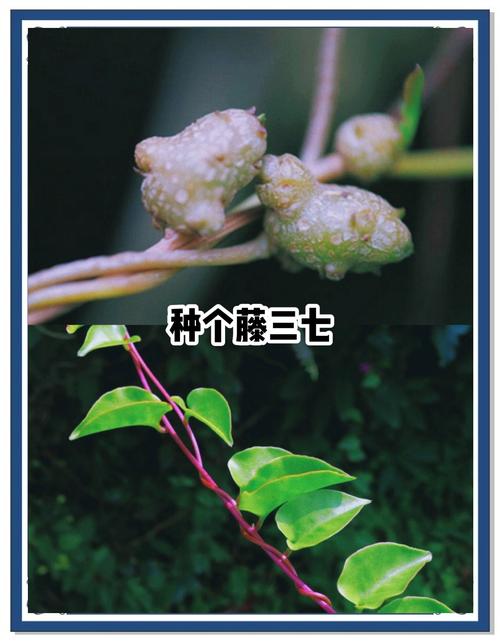 三七种植要哪些条件？技术要点有哪些？-图2